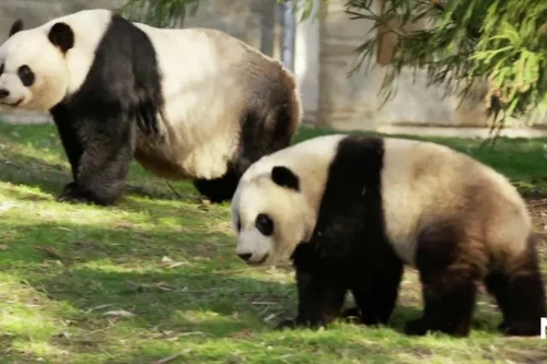 Gấu trúc được yêu mến ở Thủ đô Washington trở về Trung Quốc