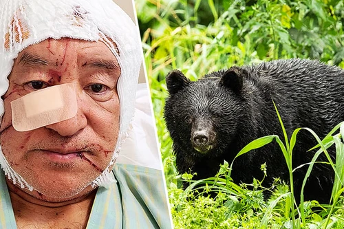 Liên tiếp xảy ra các vụ gấu tấn công người tại Nhật Bản