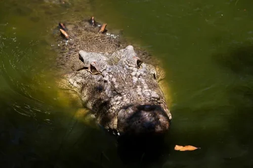 Phát hiện thi thể ngư dân mất tích trong bụng cá sấu