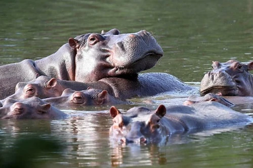 Colombia ‘đau đầu’ với đàn hà mã của trùm ma túy khét tiếng