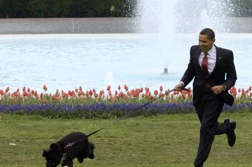 [ẢNH] Những đệ nhất thú cưng sống trong Nhà Trắng qua các đời Tổng thống Mỹ