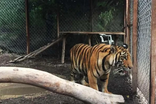 Mexico thu giữ hổ, sư tử nghi của băng đảng ma túy