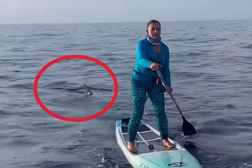 Cá mập đầu búa bám sát nữ vận động viên chèo ván đứng 