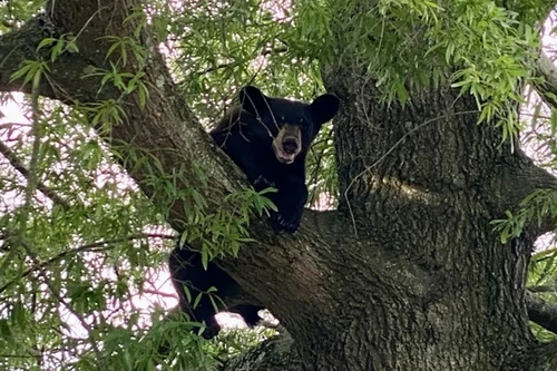 Thợ săn Mỹ tử vong sau khi bị con gấu rơi trúng người