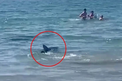 Cá mập bơi sát bờ khiến du khách đang tắm biển hoảng sợ