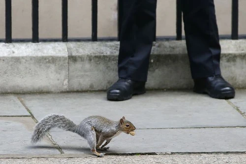 Cảnh sát Trung Quốc huấn luyện đội quân sóc đánh hơi ma túy