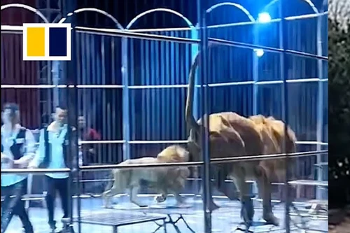 Khoảnh khắc hai con sư tử thoát khỏi lồng sắt lúc đang biểu diễn xiếc