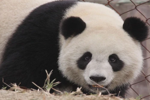 Chăm sóc gấu trúc, nhận lương 3.000 USD/tháng