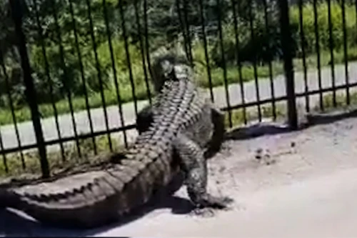 Mỹ: Cá sấu khổng lồ dễ dàng phá toang hàng rào sắt để tẩu thoát