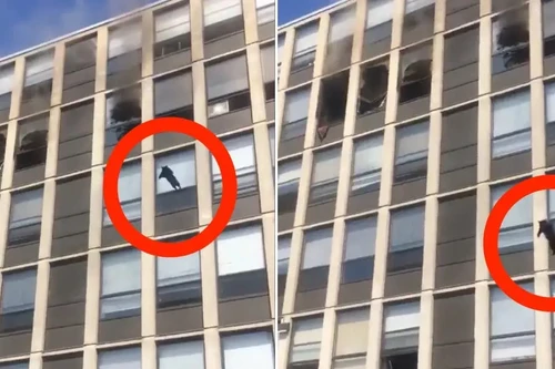 Nhảy khỏi tầng 5 chung cư bị cháy, con mèo sống sót kỳ diệu 