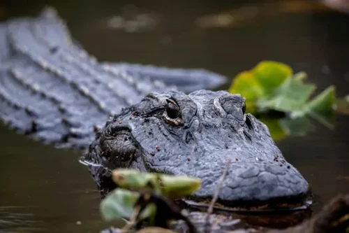 Dắt chó đi dạo, bà lão 69 tuổi bị cá sấu tấn công tử vong