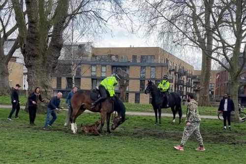 Chó Bully tấn công ngựa của cảnh sát Anh