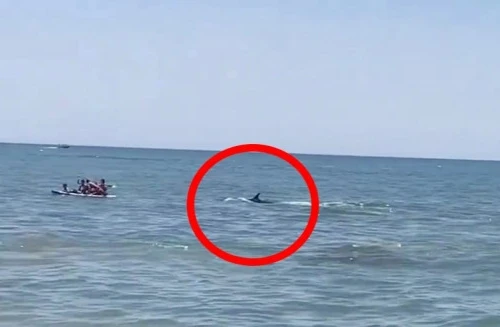 Tưởng cá mập rình rập, du khách tắm biển sợ hãi tháo chạy 