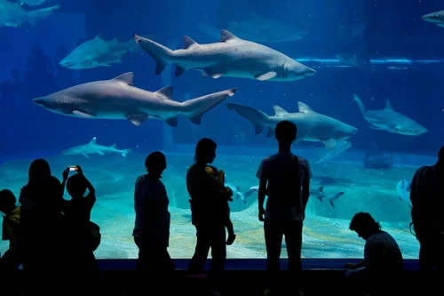 Nhật Bản: Cá mập có nguy cơ tuyệt chủng sinh con trong thủy cung