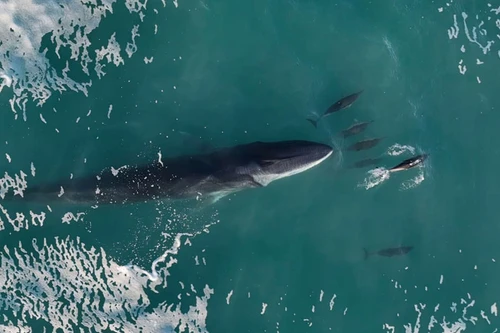 Cảnh quay trên không tuyệt đẹp về cá voi chơi đùa với đàn cá heo 