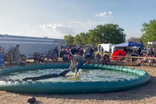 Kinh hoàng cảnh cá sấu cắn đứt ngón chân người biểu diễn