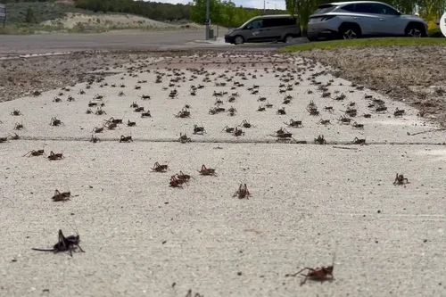 Hàng triệu con dế tràn ngập đường phố ở Mỹ, trông như bệnh dịch đáng sợ