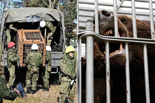 Nhật Bản huy động binh sĩ sau loạt vụ gấu hoang tấn công gây chết người