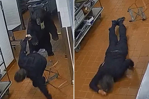 Gấu bất ngờ tấn công nhân viên bảo vệ khách sạn hạng sang