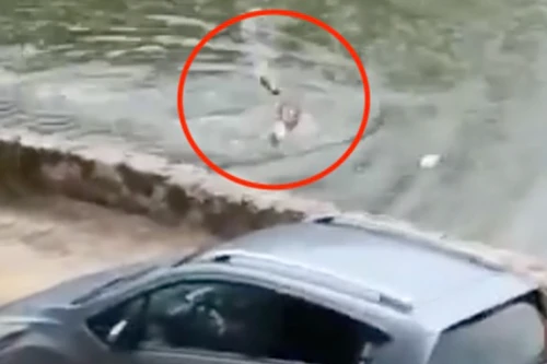 Thót tim cảnh người đàn ông bị cá sấu khổng lồ tấn công khi đang bơi