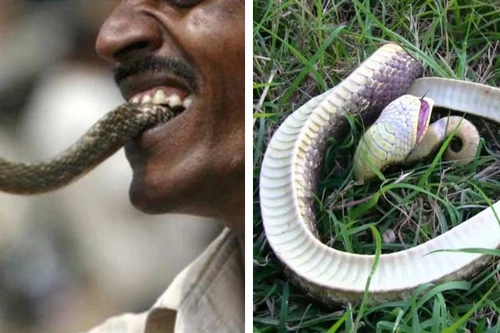 Bị người đàn ông cắn trả, con rắn độc chết ngay tại chỗ