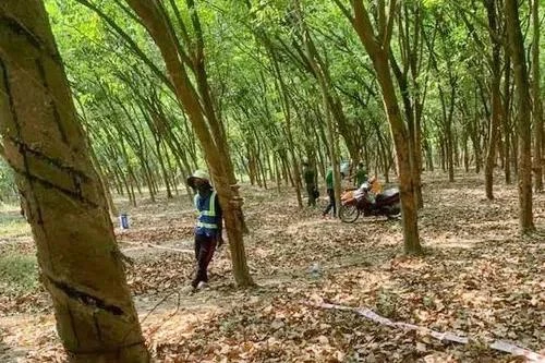 [Tin nhanh sáng 20-3-2022] Phát hiện thi thể người phụ nữ bị trùm đầu trong rừng cao su 