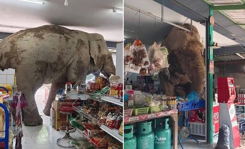 Voi hoang dã ‘mò’ vào hàng tạp hoá kiếm thức ăn