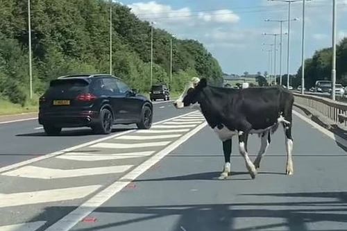 Bò sổng chuồng gây hỗn loạn giao thông trên đường ở Anh