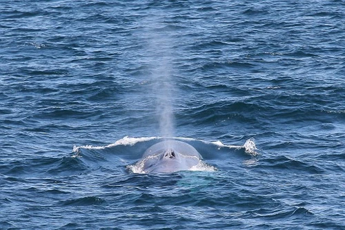 Nhìn thấy cá voi xanh quý hiếm ở Sydney sau 20 năm