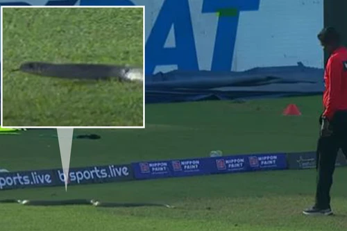 Rắn bất ngờ bò vào sân khiến trận đấu cricket phải tạm dừng