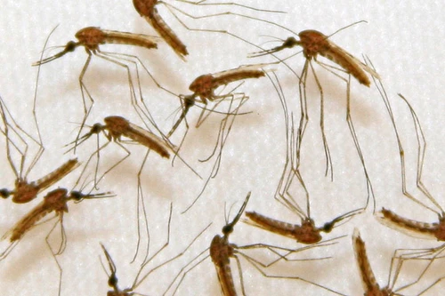 Mỹ dùng máy bay không người lái săn...muỗi