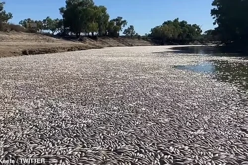 Cá chết trắng mặt sông ở Australia