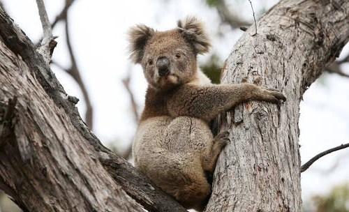 Chính quyền Australia bị chỉ trích sau vụ tiêu hủy hàng trăm con gấu Koala 