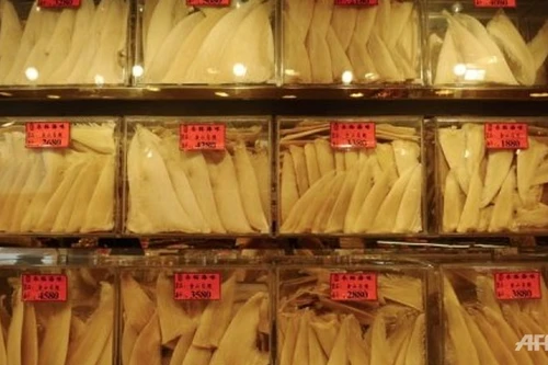 Hàng không Hàn Quốc cấm vận chuyển vây cá mập 