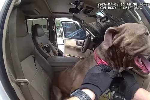 Xem cảnh sát Mỹ giải thoát chú chó bị nhốt trong ô tô giữa nắng nóng