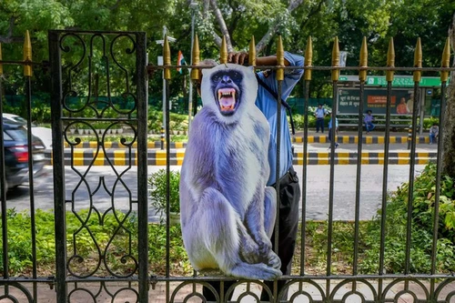 Ấn Độ thuê người đóng giả voọc xua đuổi đàn khỉ để bảo vệ hội nghị G20