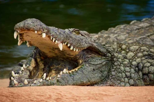 Bị cá sấu tấn công suốt 90 phút, người phụ nữ thoát chết thần kỳ