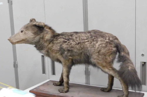 Trưng bày mẫu vật mới về loài sói Nhật Bản đã tuyệt chủng