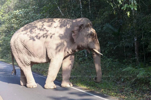 Voi rừng tấn công khiến nữ du khách tử vong tại Thái Lan