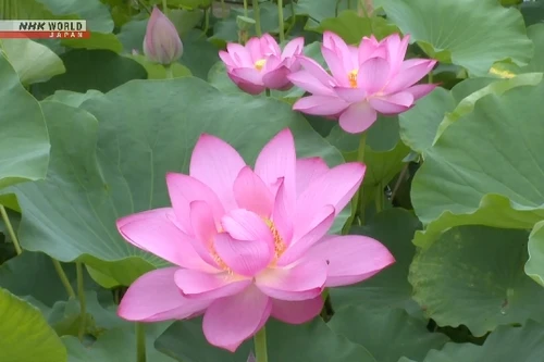 Hoa sen từ hạt giống 1.400 năm tuổi nở rộ