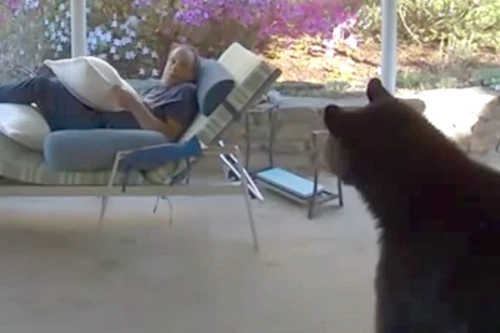 Giật bắn người khi đột nhiên đối mặt với gấu trong sân nhà