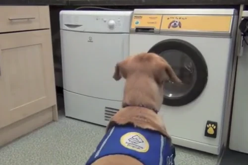 Máy giặt khởi động bằng tiếng chó sủa