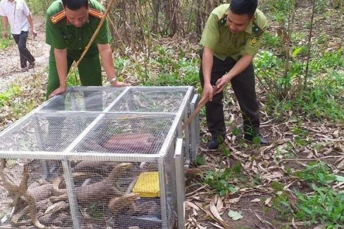  [Tin nhanh tối 15-7-2021] Nuôi nhốt kỳ đà vân quý hiếm, 2 phụ nữ bị phạt hơn 1 tỷ đồng