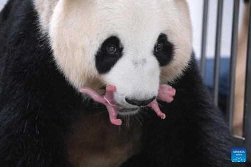 Lần đầu tiên cặp gấu trúc song sinh chào đời ở Hàn Quốc