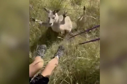 Bị kangaroo tấn công, người phụ nữ phải phẫu thuật