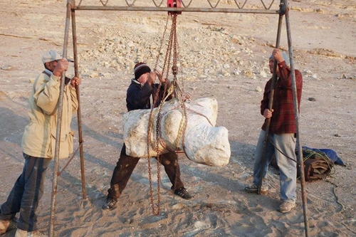 Phát hiện loài động vật nặng nhất từng tồn tại trên Trái đất