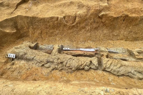 Tìm thấy thanh kiếm dài nhất Đông Á, uốn lượn như hình rắn