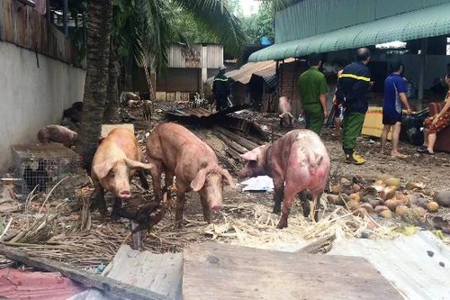 Cháy nhà lan sang trang trại nuôi gia súc, 17 con heo bị thiêu chết