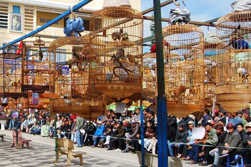 Tiếng chim hót trong rừng bê tông