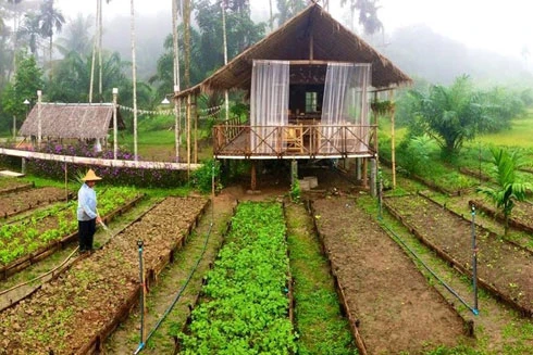 Chuyện cái lá rau là thế… 